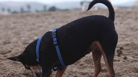 Dog hunting under the sand