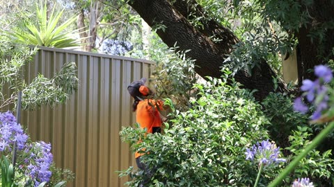 Tree pruning by a professional arborist 2