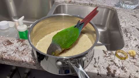 Parrot and rice anyone?