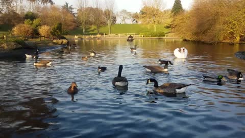 Listen and watch a wonderful video of a group of geese in the lake