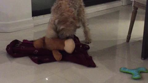 Wheaten Terrier enjoys humping more than you do