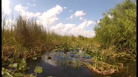 Airboat In Everglades - Introductory Video USA