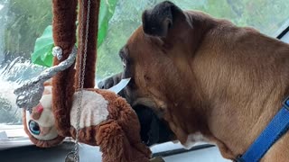 Curious Dog is Mesmerized by Windshield Wipers