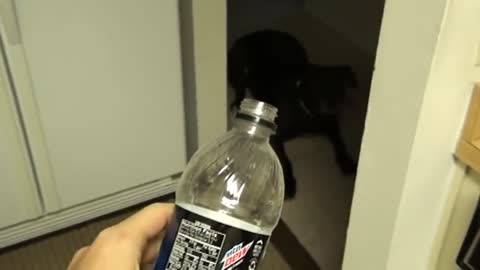 Dog scared of Mountain Dew