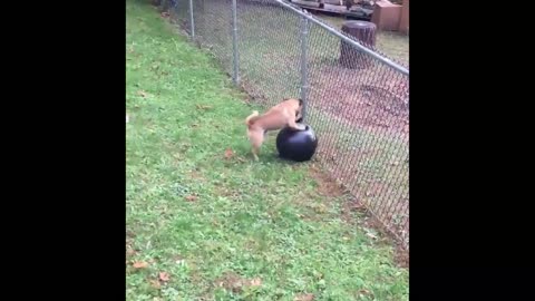 puppy Steals the baby's toy then pee's on it