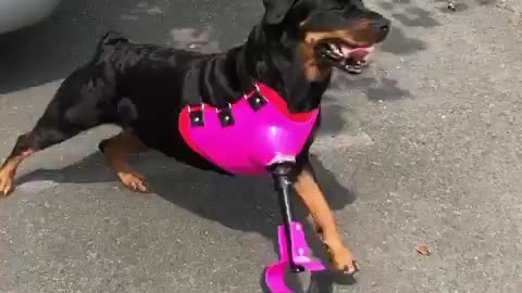 3 Legged Rottweiler Running Gracefully