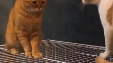 a lot of fun to see funny cats