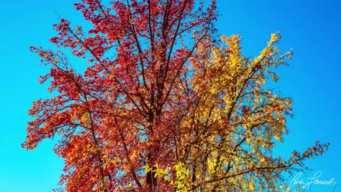 Thanksgiving Day 2020 - Fall Beauty in Citrus Heights, CA