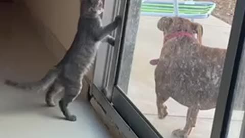 Baby cat teasing dog outside huahha