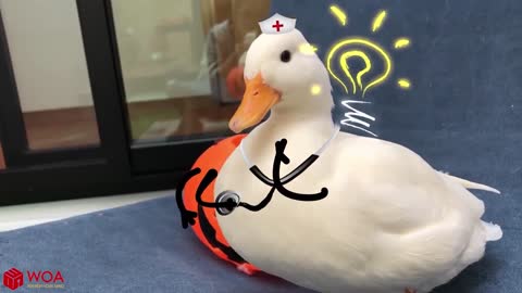 The Duck Doctor just want to help!!! _ Funny Pet Videos 2021 _ Life Funny Pets