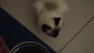 My Cat Weird Eating Habit