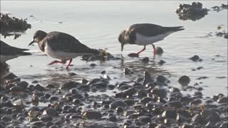 Wading Birds in the Thames Estuary