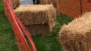 Excited dog in tutu completes obstacle course