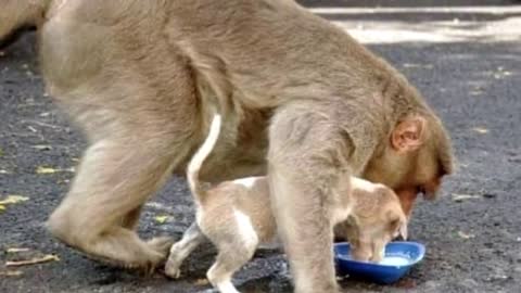 Monkey Saves Tiny Puppy From Stray Dogs And Even Lets Him Eat First.