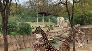 Giraffes day
