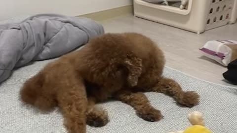 Brown poodle that reacts only to the sound of snacks