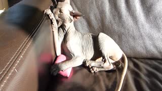 Playful sphynx kitten