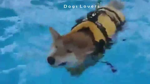 Dog learns To Swim in Swimming Pool