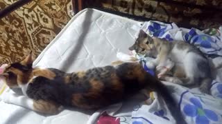 Kitty plays with its mom