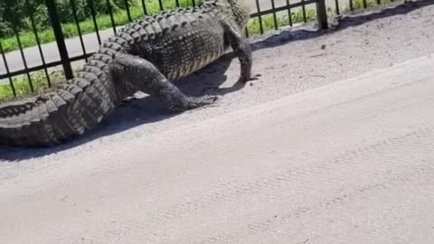 😱Giant alligator bends 🔥metal fence while forcing its way through।।🔥🔥🔥😱