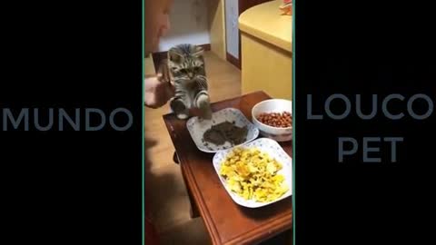 🐱Animais Fofos Engraçados, 🐶 mundo louco pet14