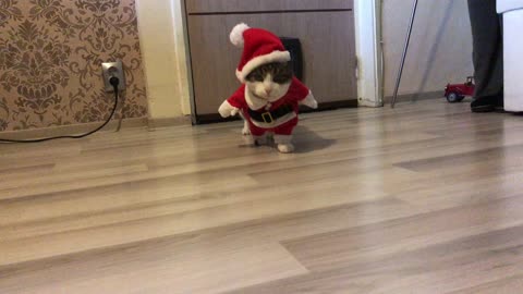 Very funny cat in Santa Claus costume