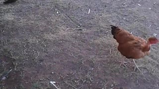 Chicken Swing Catapult
