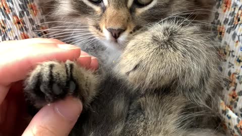 Closeup of kitten receiving affection