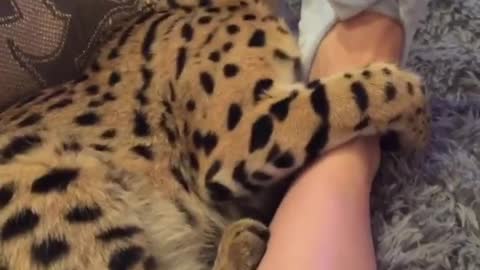 Adorable Bengal cat uses owner's foot as a toy