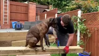Super Sweet Doggy "Helps" Her Owner With His Work