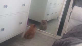 Small brown dog looking at itself in the mirror