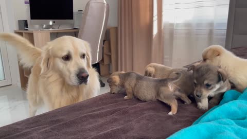 Golden retrieve meets puppies for The First time
