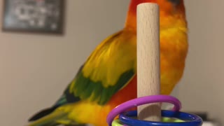 Parrot Starts Learning New Trick