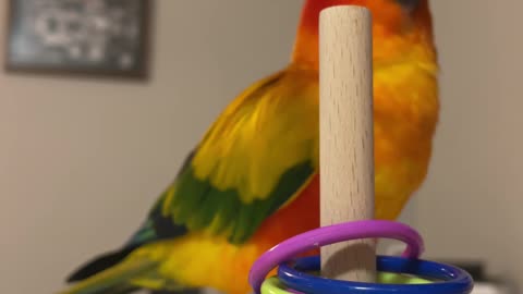 Parrot Starts Learning New Trick