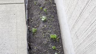 Growing fava beans