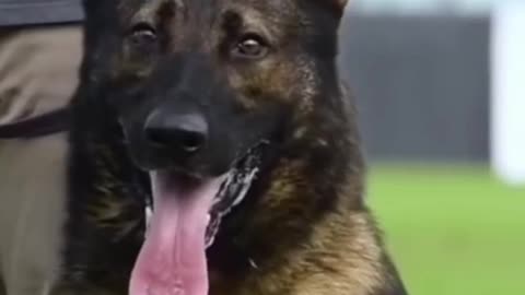 Great Video for Pets Animal:Dog lovers German shepherd