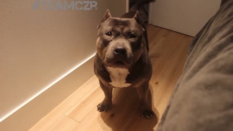 Talking dog Czr . American Bully is so smart !
