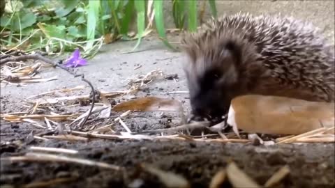 Hedgehog who likes to cuddle and play super spoiled