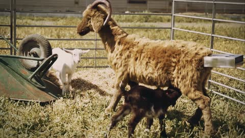 Cute baby goats being introduced to a Fake USB Flash Drive ;)