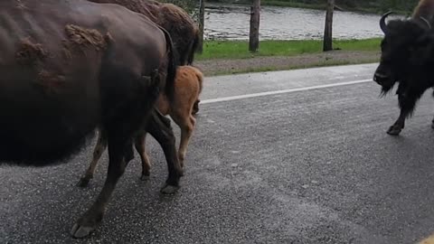 Yellowstone Bison Given Police Escort