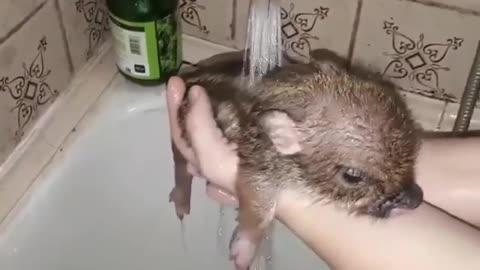 cleaning up my small pig with fresh water