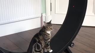 Racing Kitty Literally Sprints On Cat Wheel