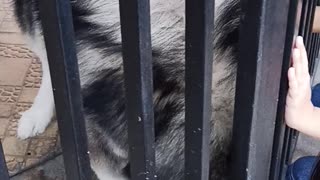 Malamute Behind Bars