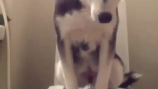 Joven husky perfectamente entrenado para el baño