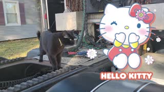 HELLO, KITTY !