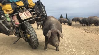 Pig Uses Motorcycle as Backscratcher