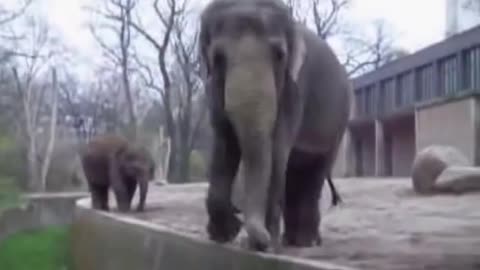 One minite video Funny Elephant@whatsapp