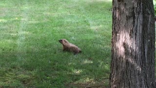 Woodchuck in the Yard