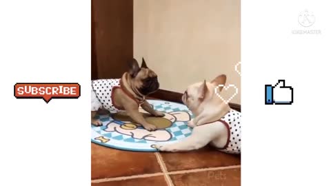 Cute Animal Funny Videos 😂😂😂