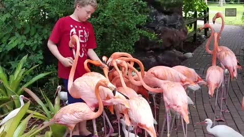 Flamingos at Santa Rosa Gardens